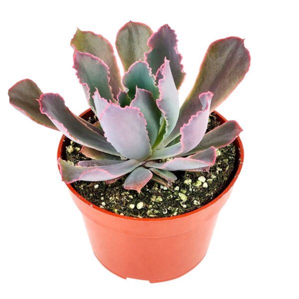 Echeveria Neon Breaker - Image 8