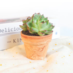 Marble 2.5'' Terracotta Pot