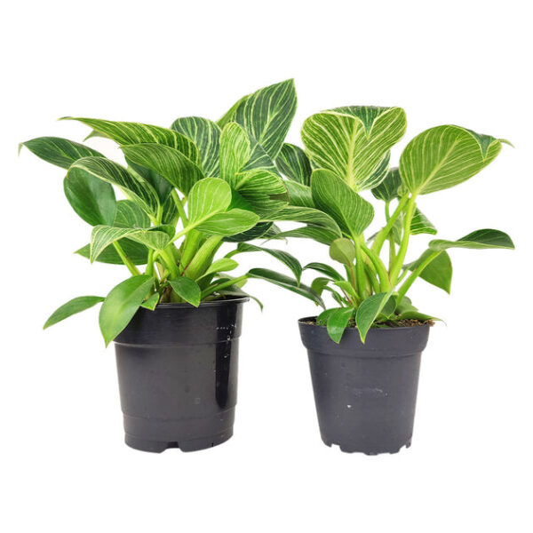 Philodendron Birkin - Image 8