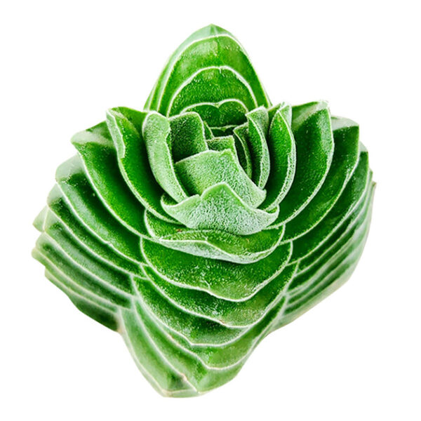 Crassula pyramidalis 'Buddha's Temple'