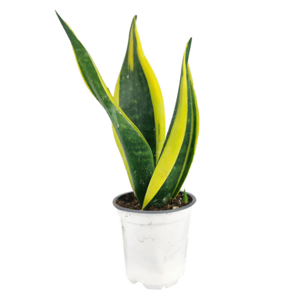 Snake Plant Sansevieria Gold Flame - Image 3