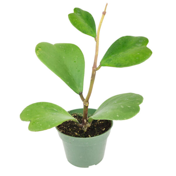 Trailing Hoya Kerrii Heart (At least 3+ leaves) - Image 7