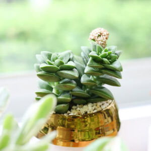 Crassula Springtime Succulent