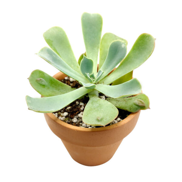 Echeveria Raindrops Succulent - Image 9