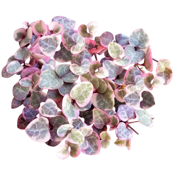 Variegated String of Hearts - Image 3
