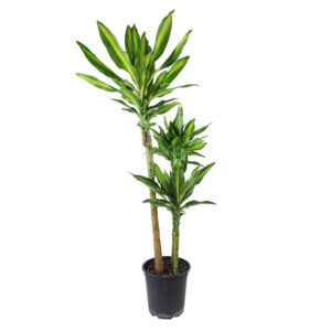 Dracaena Cintho