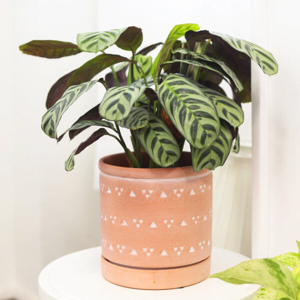 Calathea Burle Marx - Image 7