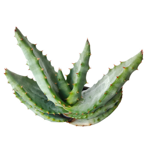 Mountain Aloe - Image 2