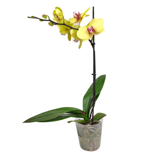 Yellow Phalaenopsis Orchid - Image 6