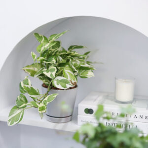 Pothos N'joy