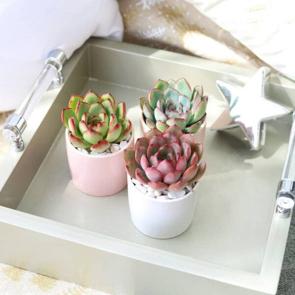 Coral Modern Cylinder Pot - Image 5