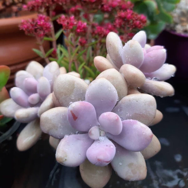 Moonstones Pachyphytum - Image 8