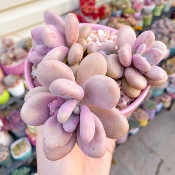 Moonstones Pachyphytum - Image 9