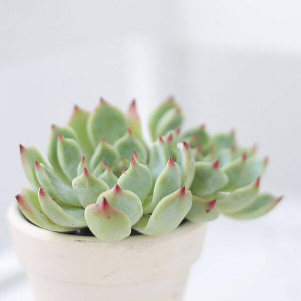 Echeveria Tippy Pink Succulent - Image 6