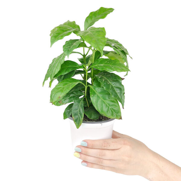 Coffee plant - Image 4