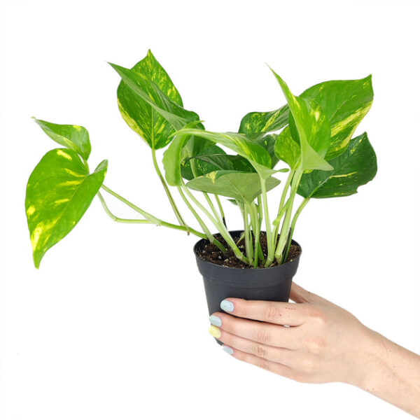 Golden Pothos - Image 7