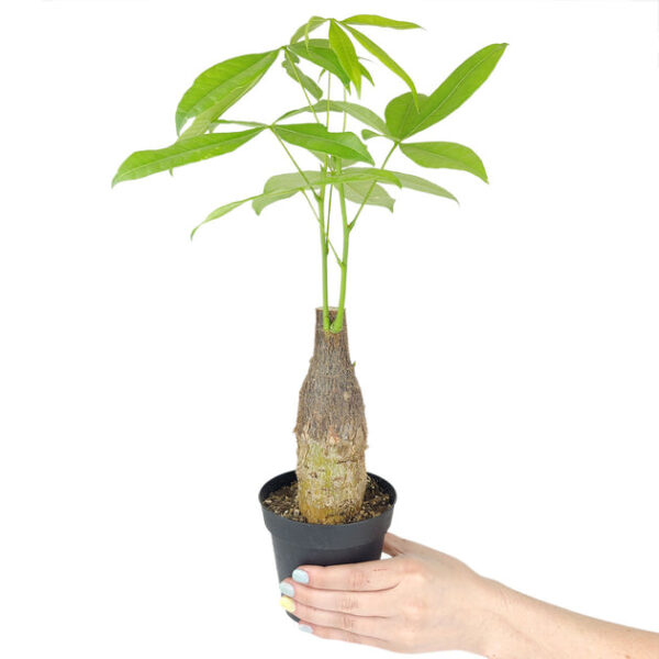Pachira Stump Money Tree - Image 3