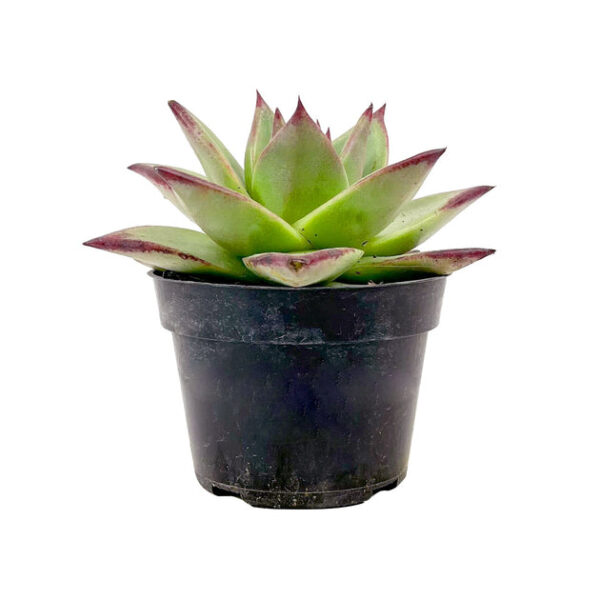Echeveria agavoides 'Ebony' - Image 2