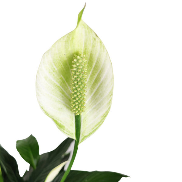 Spathiphyllum Green Peace Lily - Image 3