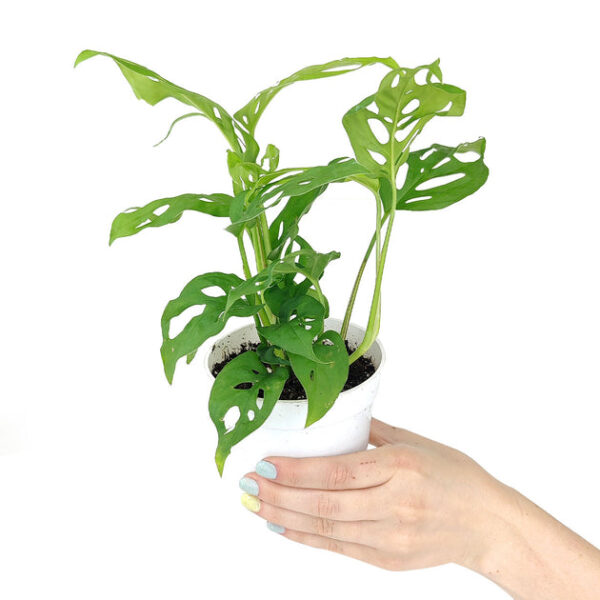 Monstera Adansonii 'Swiss Cheese' - Image 3