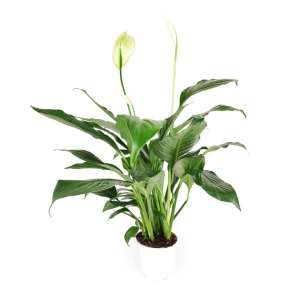 Spathiphyllum Green Peace Lily - Image 2