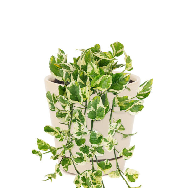 6 inch Pothos N'joy - Image 8