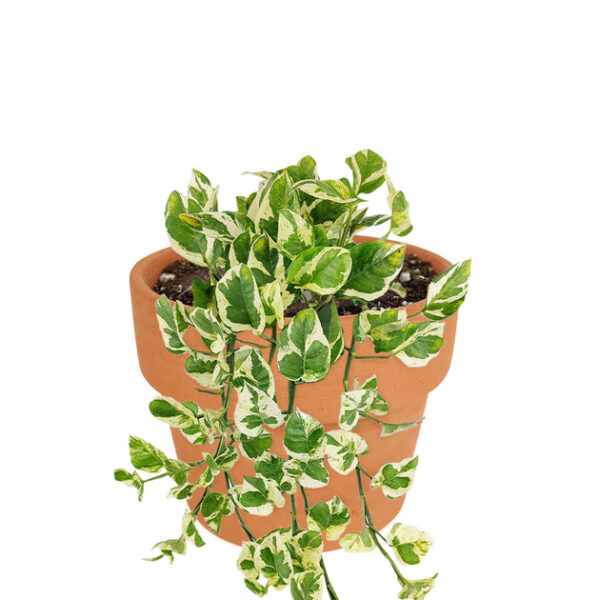 6 inch Pothos N'joy - Image 6