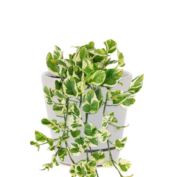 6 inch Pothos N'joy - Image 9