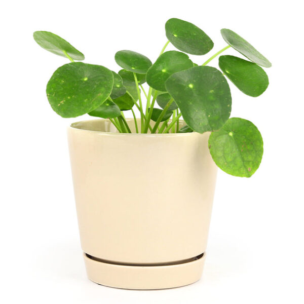 6 inch Oatmeal Minimalist Pot with Saucer - Image 6
