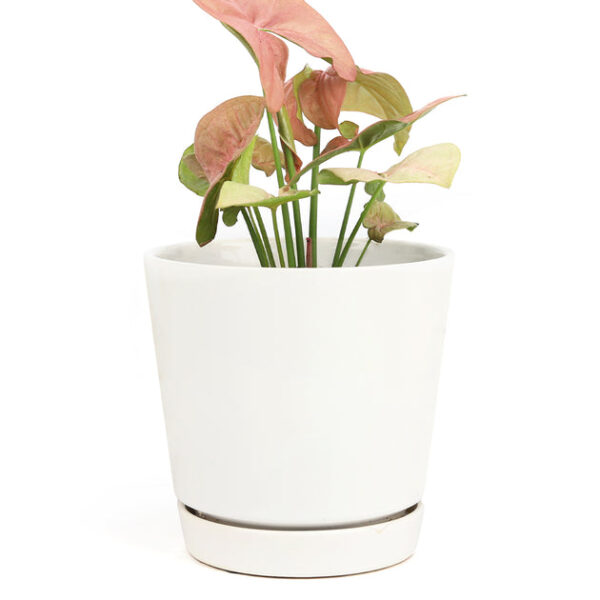 6 inch White Minimalist Pot with Saucer - Image 6