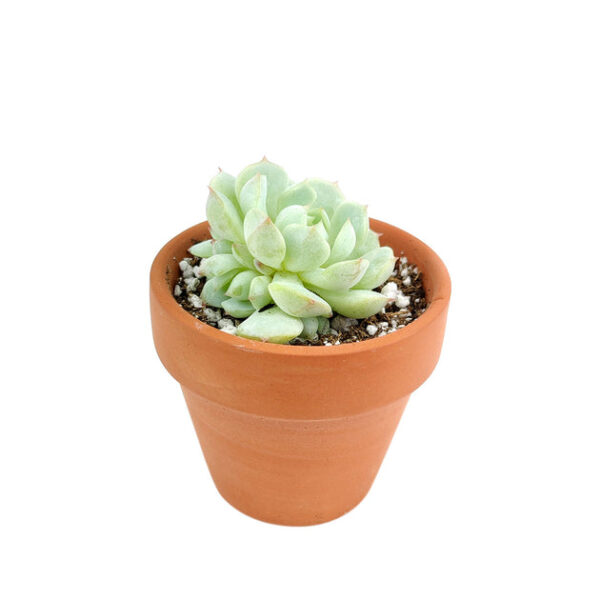 Echeveria Painted Lady - Image 5
