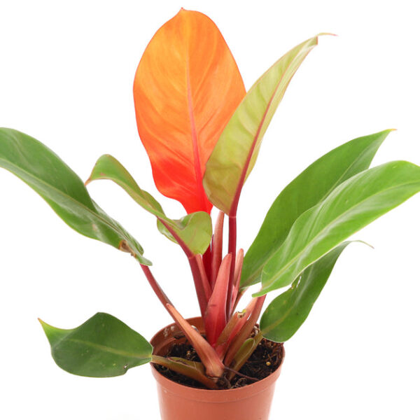 Philodendron Cherry Red - Image 4