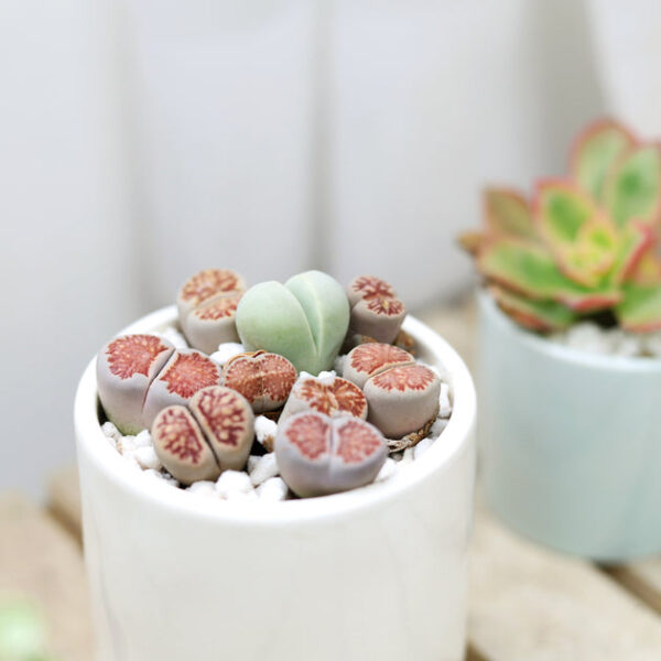 Lithops Living Stones Live Cactus - Image 2