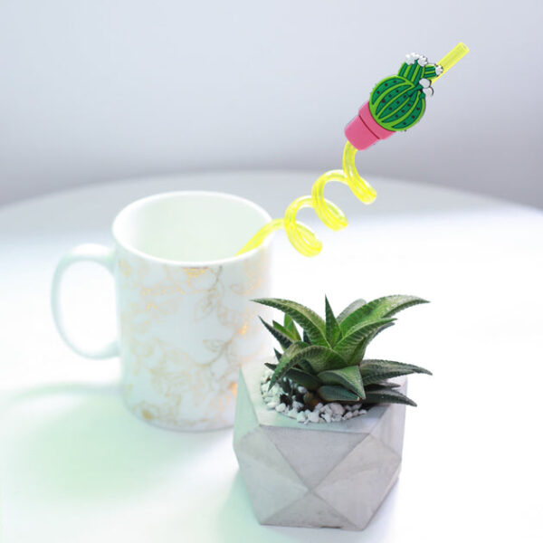 Haworthia Limifolia Twister - Image 3