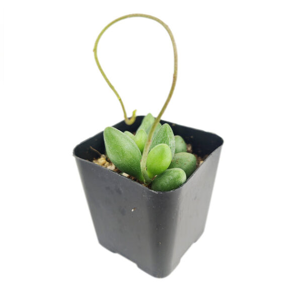 Adromischus Filicaulis ssp. Marlothii Crassula - Image 2