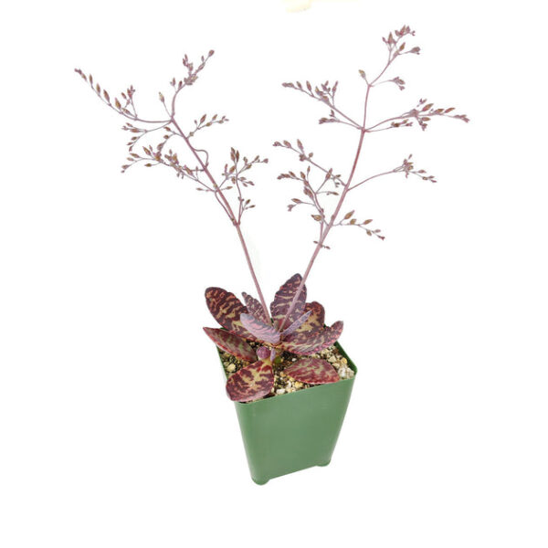 Kalanchoe Humilis "Desert Surprise" - Image 8