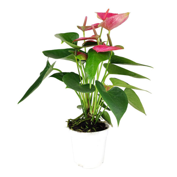 Anthurium Pink - Image 2