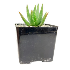 Aloe Dichotoma