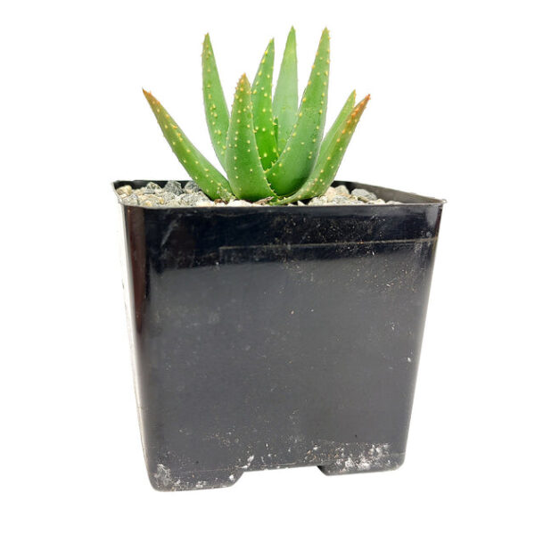Aloe Dichotoma