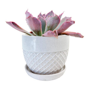 6 inch White Acorn Bell Ceramic Planter