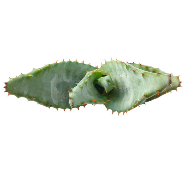 Mountain Aloe - Image 7