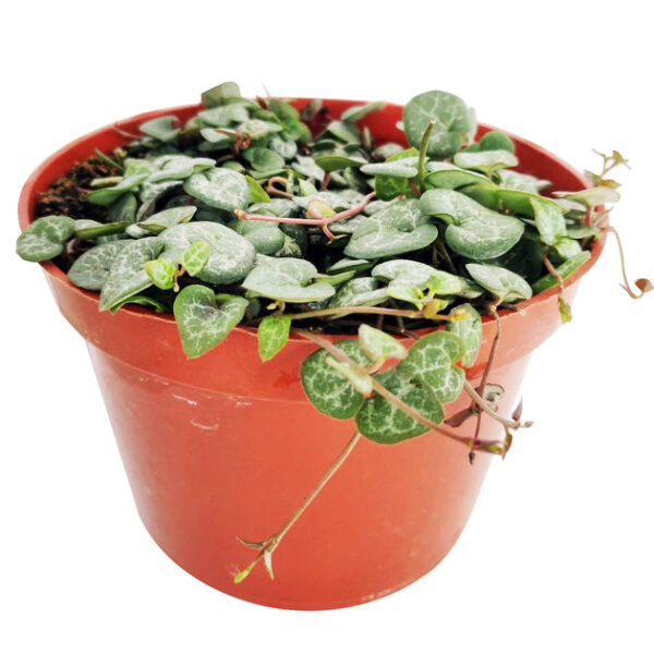 6" String Of Hearts Ceropegia Woodii - Image 2