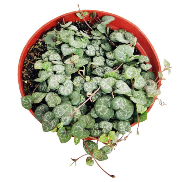 6" String Of Hearts Ceropegia Woodii - Image 3