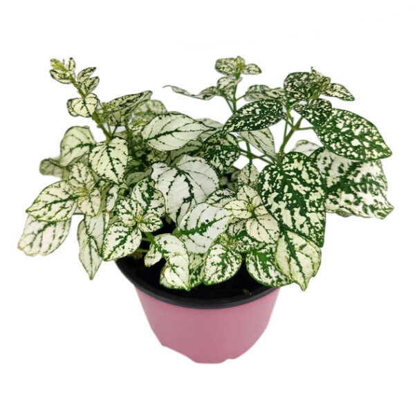 Hypoestes Phyllostachya White Splash - Image 8