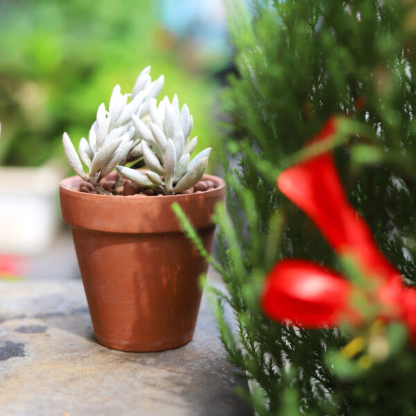 Senecio Cocoon Plant - Image 3