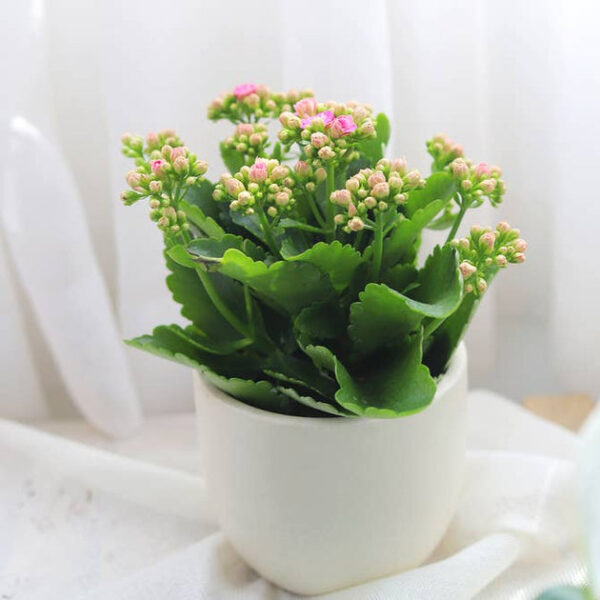 Kalanchoe blossfeldiana 'Calandiva Pink' - Image 2