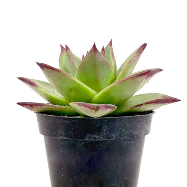Echeveria agavoides 'Ebony' - Image 3