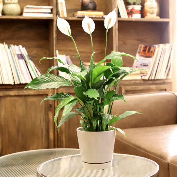Pack of 3 Gray Minimalist Ceramic Pots - Image 4