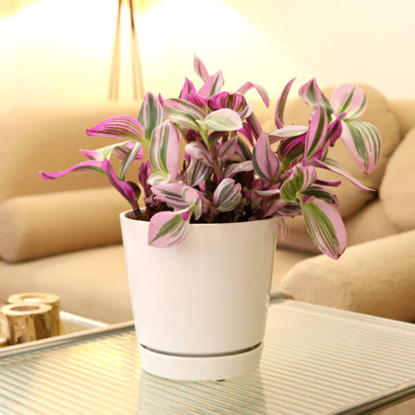 6 inch White Minimalist Pot with Saucer - Image 5