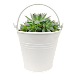 2.5" White Tin Pail